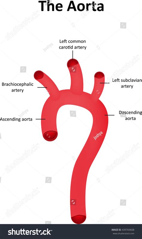 Aorta Labeled Diagram Stock Vector 439769608 Shutterstock