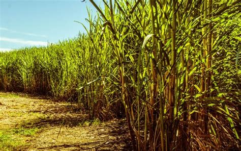 Produtor De Cana Pode Saber Potencial Produtivo Antes De Plantar