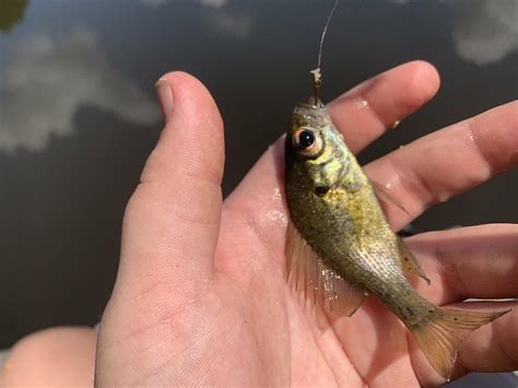 Official Smallest Fish Ive Ever Caught On Rod And Reel R Fishing