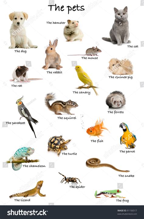 10 Pet Animals