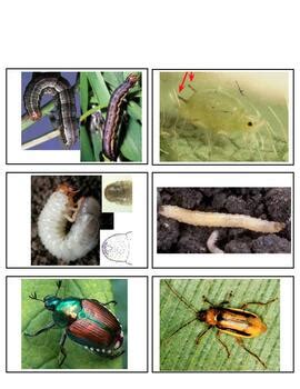 FFA Crops CDE Flashcards Insects By The Real AG TpT