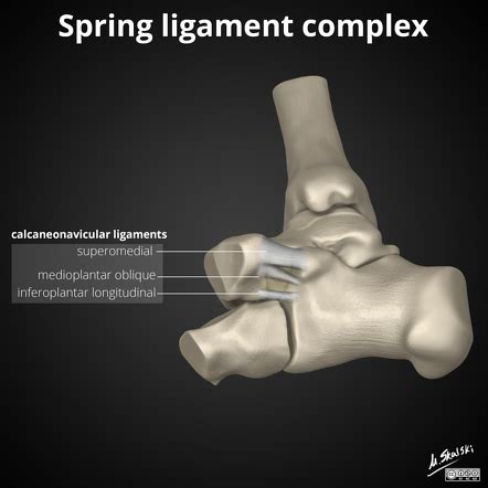 Spring Ligament Complex Radiology Reference Article Radiopaedia Org