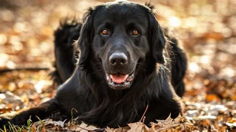 Black Golden Retriever Facts Origin Traits And Temperament