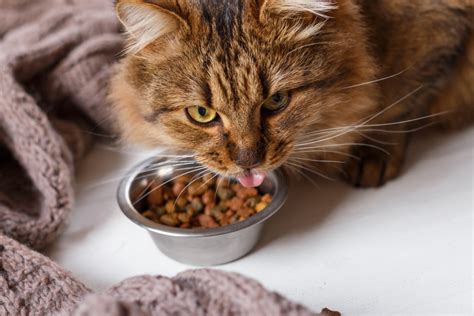 Will My Cat Get Sick If She Only Eats Dry Food? - PetHelpful