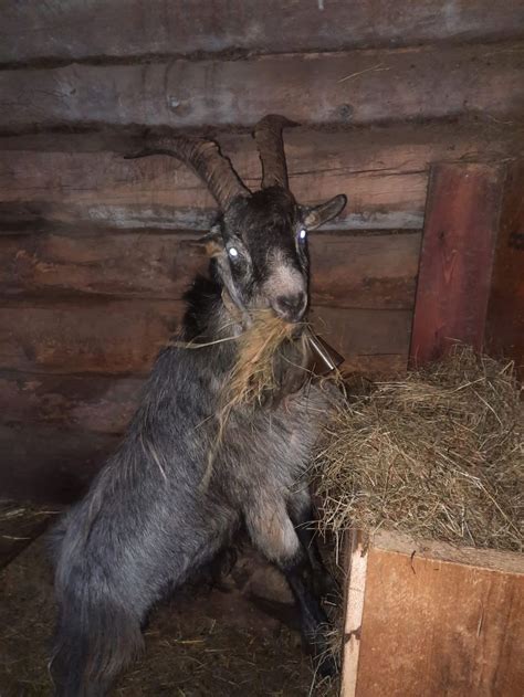 Blobe Ziegen Ziegenbock Kaufen Landwirt