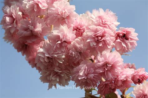 Prunus ‘kiku Shidare Zakura’ Esveld Shop