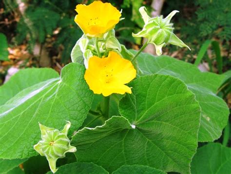 Buy Modern Plants Live Atibala Abutilon Indicum Medicinal Plant With Pot Online ₹239 From