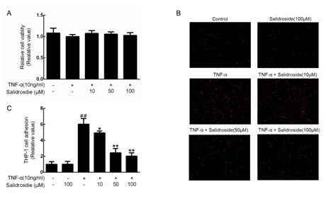 Salidroside prevents tumor necrosis factorαinduced vascular