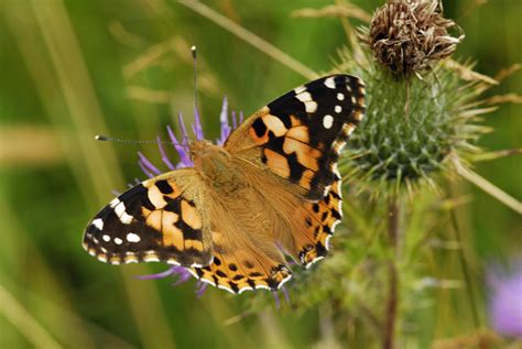 Error Api: Organization Has Been Restricted. Please Reach Out To Support If You Believe This Was In Error.