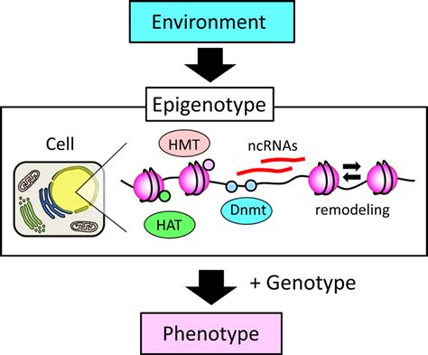 Epigenetics Of Sex Determination In Mammals Tachibana 2016