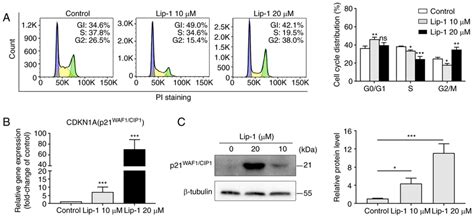 Lip 1 Induces Cell Cycle Arrest Through P21 WAF1 CIP1 Upregulation In