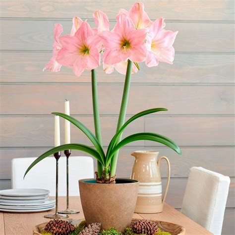 Pink Amaryllis White Flower Farm