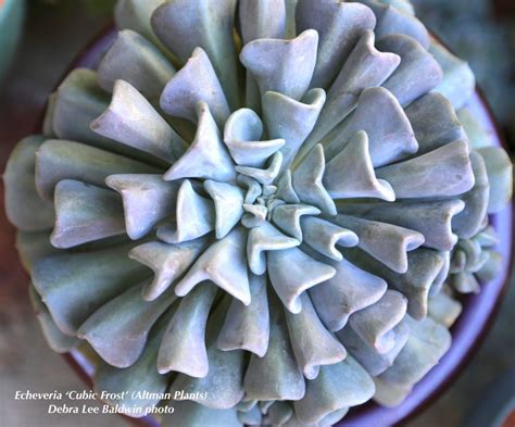 Echeverias The Loveliest Of Succulents Succulents And Succulent