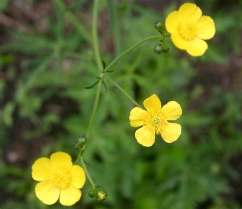 Renoncule âcre informations Fleurs sauvage du Québec