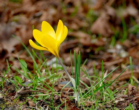 Gold Krokus Gold Krokus Crocus Flavus C Birgit Kurth