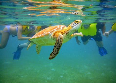 Sea Turtles around Cancun and The Riviera Maya (2024)