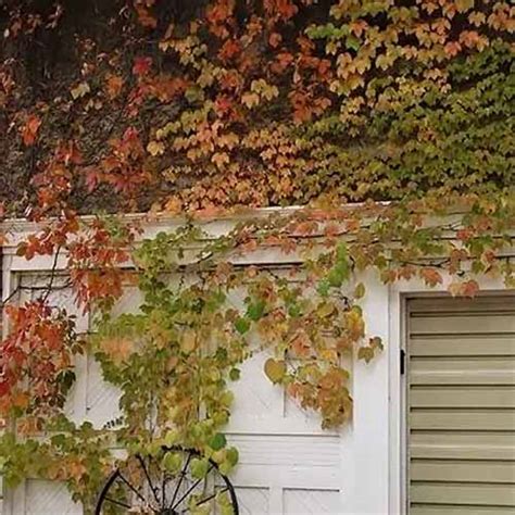 How To Plant And Grow Virginia Creeper Make House Cool