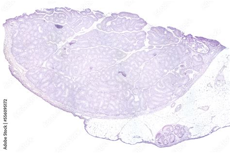 Testis Transverse Section 20x Light Micrograph Testicle The Male