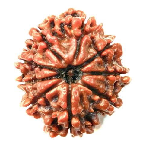 Mukhi Rudraksha Collector Nine Face Rudraksha Nepal Lab