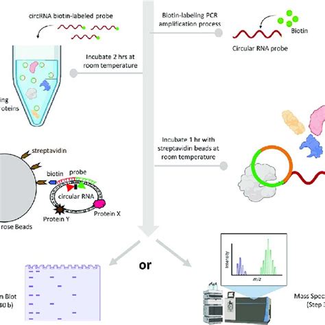 General workflow of the circular RNA pull-down assay | Download ...