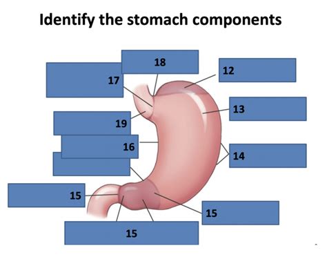 CT Abdomen 12-19 Quiz