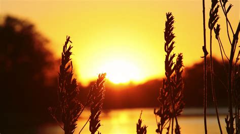 Wallpaper Sunlight Sunset Water Nature Sky Plants Photography