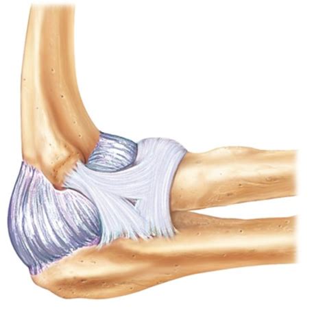 Week 5 Elbow Cubital Fossa Anatomy Lecture Flashcards Quizlet