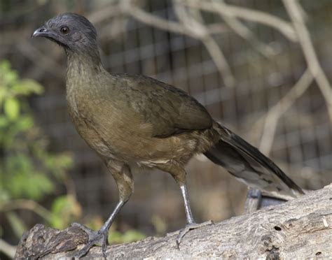 Ortalis Vetula FILO CHORDATA CLASE AVES Listado De Especies