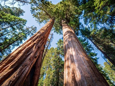 Sequoias Gigantes No Parque Nacional Da Sequoia Em U S Califórnia Foto