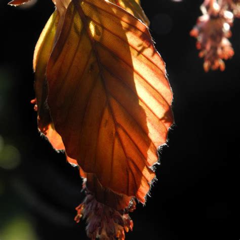 Rotbuche Blatt Rot Braun Bl Te Fagus Sylvatica Galerie Album Bilder Fotos