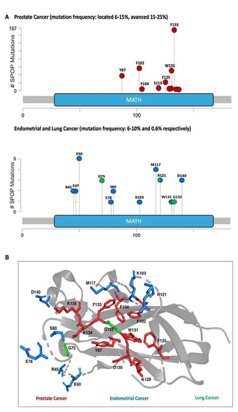 Speckle Type Poz Adaptor Protein Spop And Its Role In Cancer