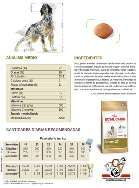 Setter Royal Canin