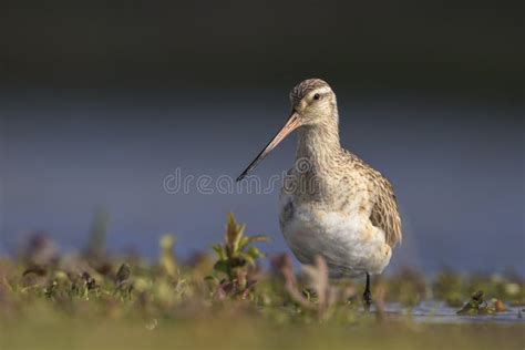 Bar Tailed Godwit Limosa Lapponica Foraging In A Green Meadow Stock