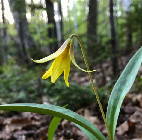 Trout Lily (Erythronium americanum) – Earthbeat Seeds