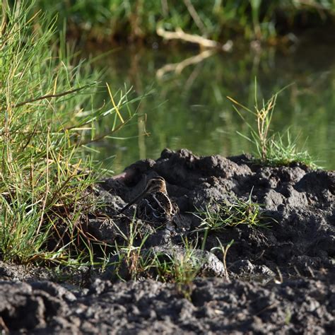 Hawaiʻi Birding Trails | Wilson’s snipe