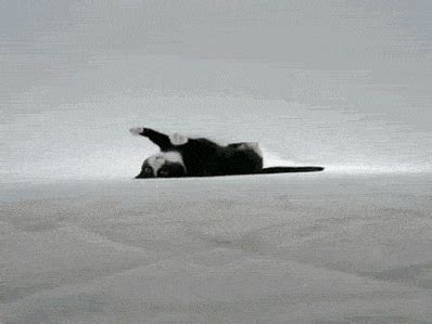 Cat Bed GIF - Cat Bed Funny - Discover & Share GIFs