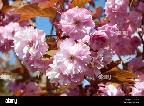 Fleur De Cerisier Rose Kanzan Banque D Image Et Photos Alamy