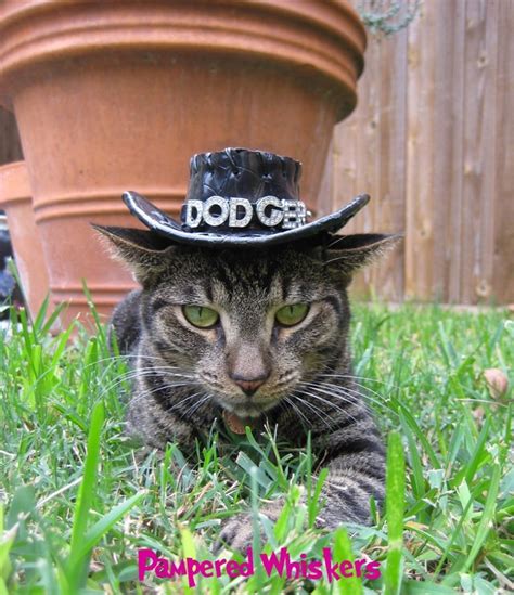 Cat Cowboy Hat: For the Adventurous Cat (or Dog)