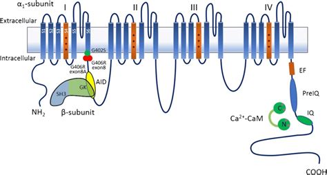 Predicted Topology Of The Pore Forming Cav Subunit Showing The