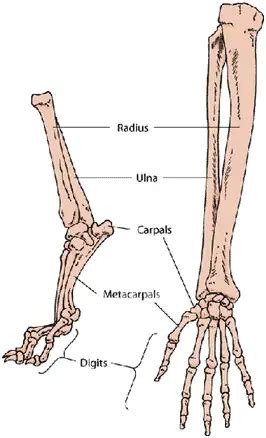 Cat Anatomy for Cat Owners - Floppycats™