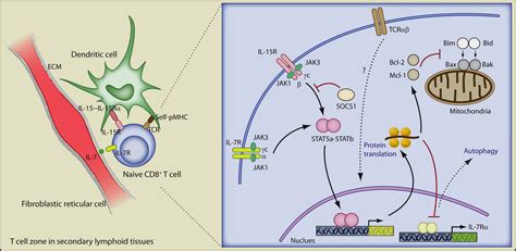 Homeostasis Of Naive And Memory T Cells Immunity