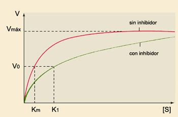 Actividad Diferencias Cin Ticas Entre Un Inhibidor Competitivo Y Uno