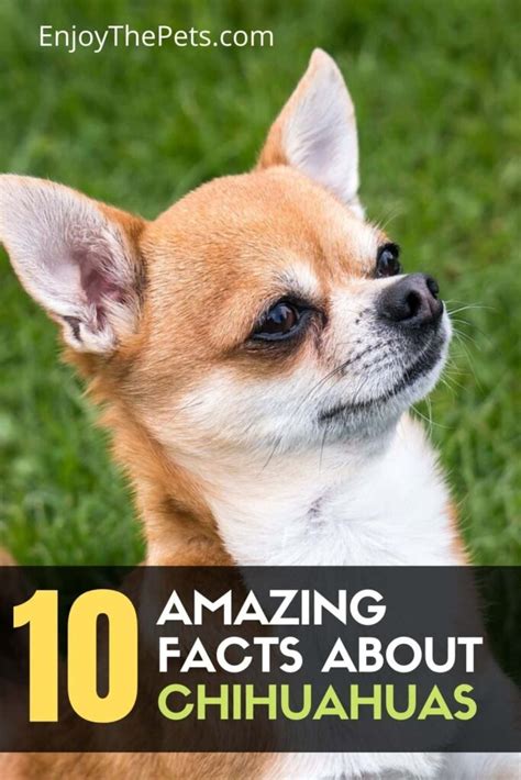 10 Amazing Facts About Chihuahuas That You Need To Know Enjoy The Pets