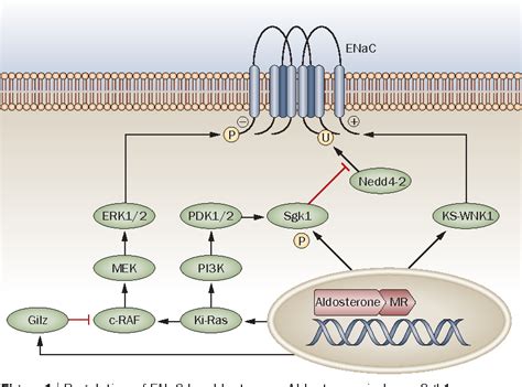 Aldosterone: effects on the kidney and cardiovascular system | Semantic ...