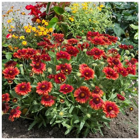 Gaillardia Mesa Red Ofwel Kokardebloem Kopen Het Groene Paradijs