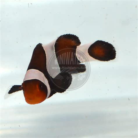 Amphiprion Ocellaris Naked Ocellaris Clownfish Shop Miniwaters Fish