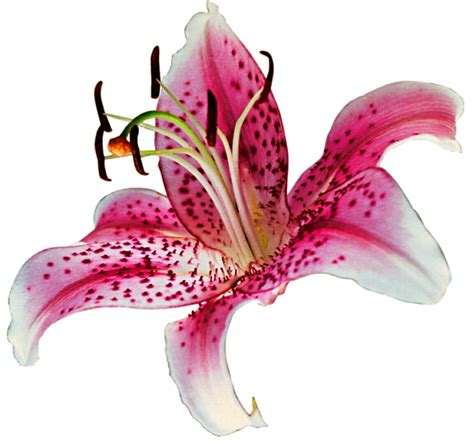 Lily Transparent Transparent Hq Png Download Freepngimg