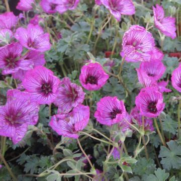 Geranium Oxonianum Ankum S White Spreading Perennial Geranium With