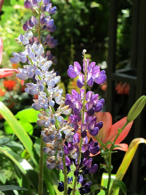 Barn Quilt, Carroll County, Maryland
