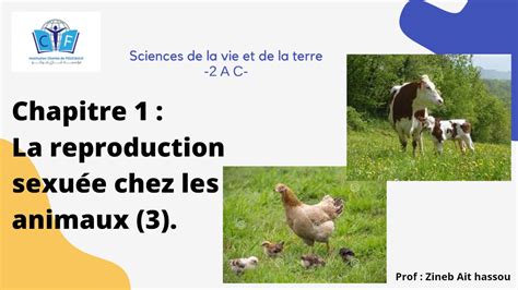 La Reproduction Sexuée Chez Les Animaux 3 Youtube